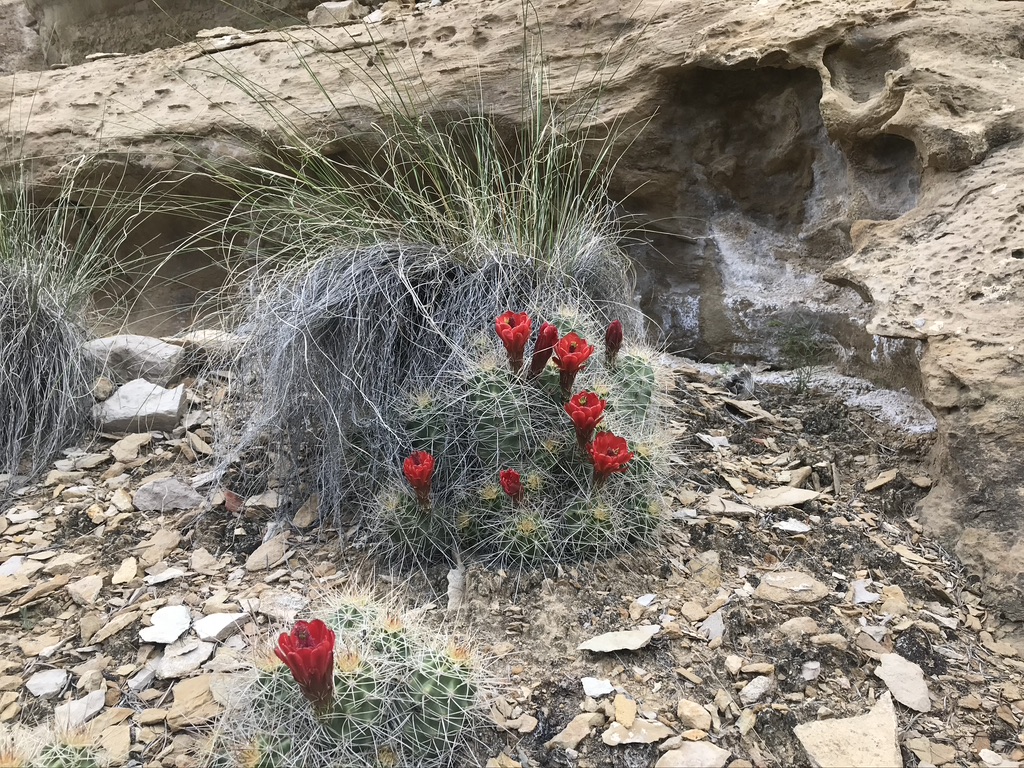 Cactus bloom in desert landscape