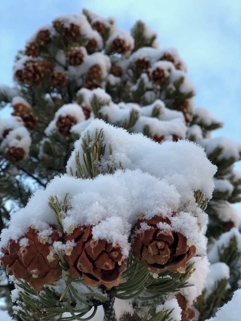 Therapy intensive session