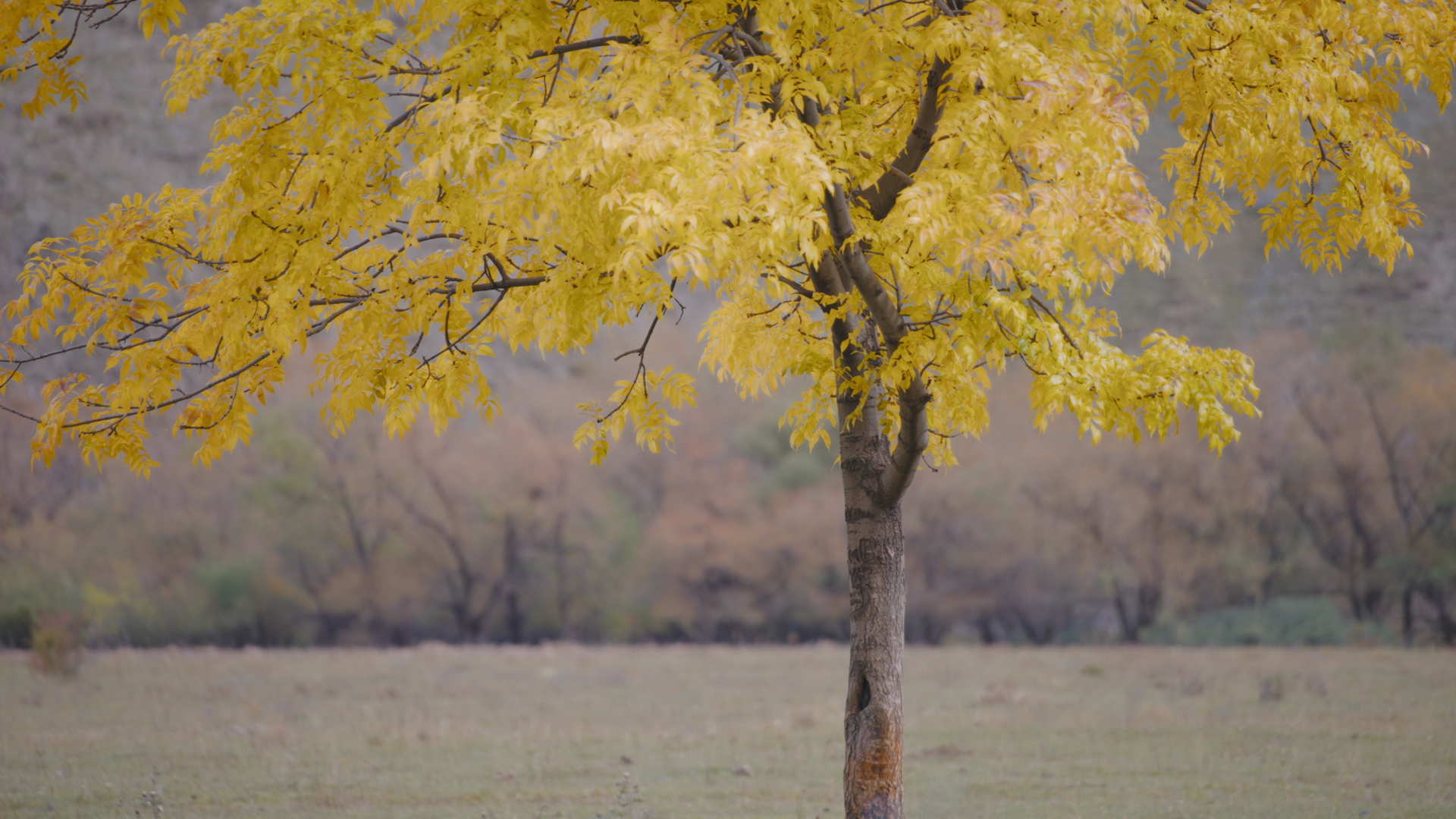Nature healing environment