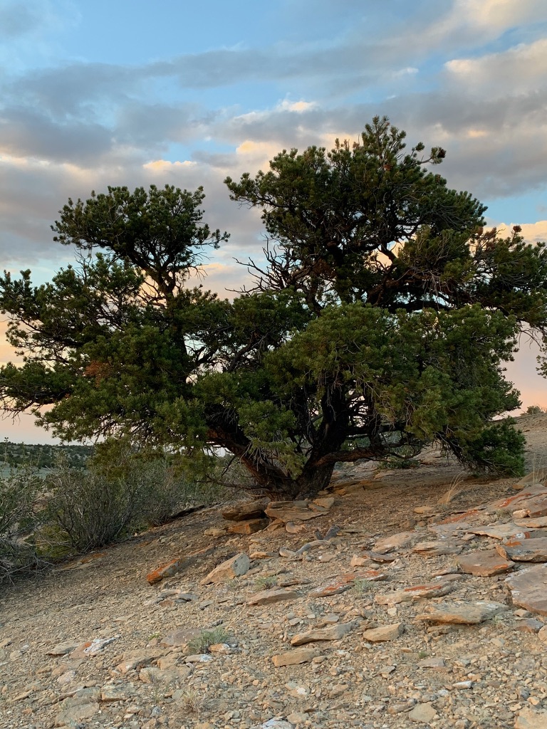 Juniper tree
